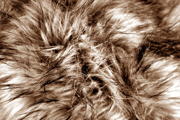Animal fur close up in brown tone.