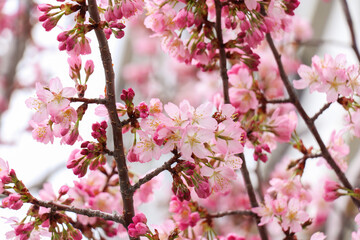 Fototapeta na wymiar 北海道札幌市の桜