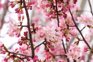 北海道札幌市の桜
