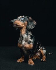 dachshund with blue eyes in studio