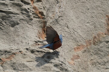 blue rock thrush on the cliff