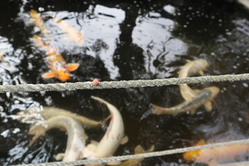 food on the rope hungry Cyprinus carpio swimming in the koi pound close-up