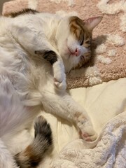 2 years old Miss Macaron lying on bed in comfort, year 2022 summer