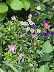 Various florals & plants found on the street of Nezu Tokyo Japan, year 2022, summer