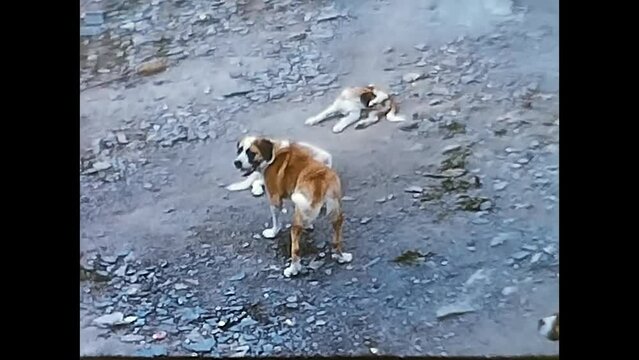 dogs on the loose in Valais in the 1980s