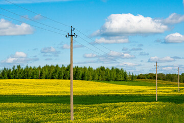 Fototapeta na wymiar Electricity line at blooming yellow rapeseed field