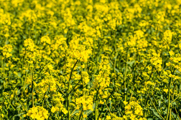 Golden yellow oilseed rape field