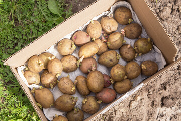 Potatoes with sprouts for planting and growing in cardboard box on ground in garden, top view