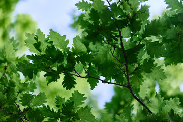 Green fresh leaves on the branches of an oak close up against the sky in sunlight. Care for nature and ecology, respect for the Earth