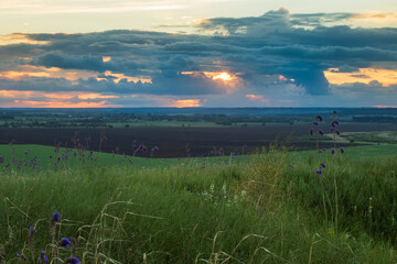 sunset in the field