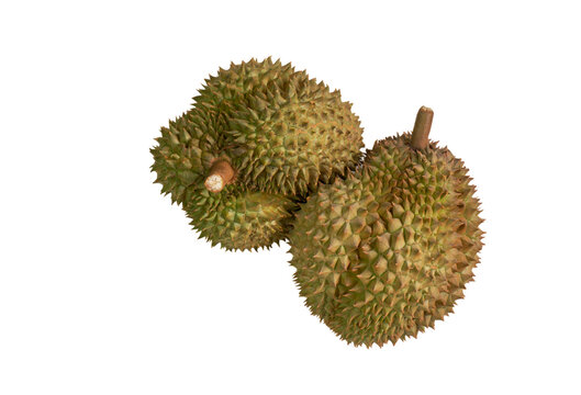 Isolated two fresh Durian fruit on white background, top view image two organic durian in shell.