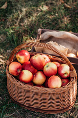 Apple harvest time. Ripe red apples in basket and in dark wooden crate on green grass. Apple picking. Orchard. Garden. harvesting on farm
