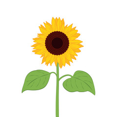 sunflower illustration with green leaf isolated on white