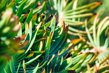 Quiver tree in the wild. Kokerboom