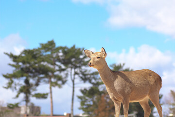 青空と鹿