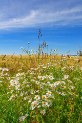 Blooming Scentless Mayweed flowers at a field in the summer