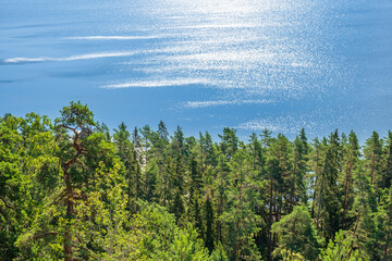 Coniferous forest with sparkling water in the lake