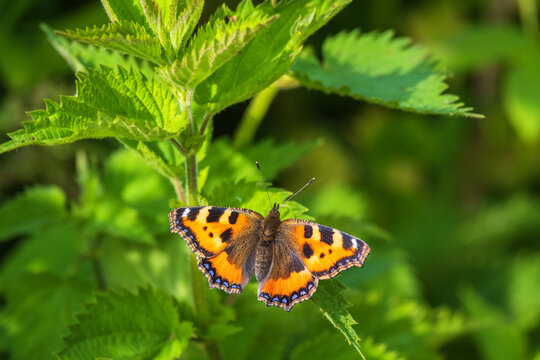 Small tortoiseshell butterfly sitting on a stinging nettle leaf