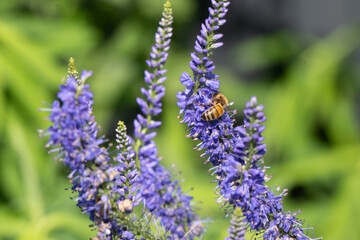 Obraz premium A honey bee collects nectar on purple lavender