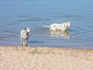 Deux chiens dalmatiens se baignant en mer pour se rafraichir - obrazy, fototapety, plakaty