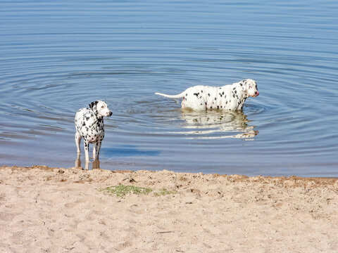 Deux chiens dalmatiens se baignant en mer pour se rafraichir