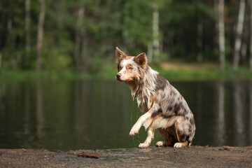 Wet dog in nature. Funny border collie at lake