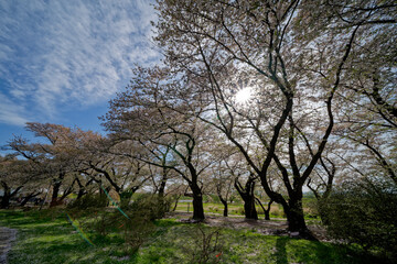 Fototapeta na wymiar 北上展勝地の桜並木