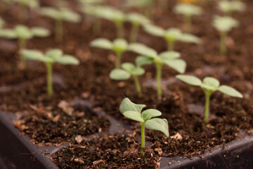 young plant - Seeding in garden