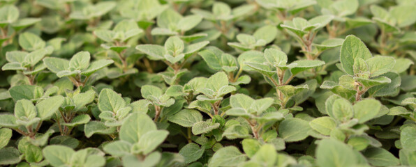 Pepper mint in garden