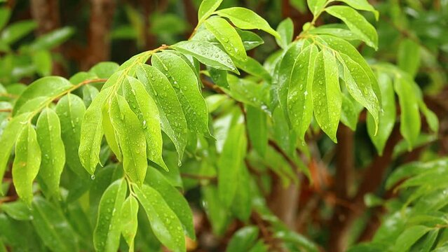 Rain is dropping on tree leaves, at noon  Chiangmai Thailand