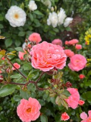 pink roses in garden