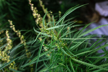 Branch of cannabis and marijuana. Ganja, hemp beautiful tree.