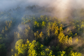 Sunrise in the foggy forest
