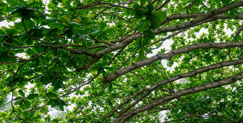 Fototapeta premium green leaves background