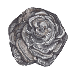 Iron rose hematite watercolor gemstone. Zodiac stone isolated on white background. Healing crystal illustration