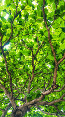 green leaves background