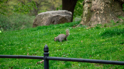 Obraz premium duck in the park