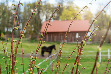 Spring tree branches with opening spring leaves and buds, close-up. Countryside park landscape in springtime.