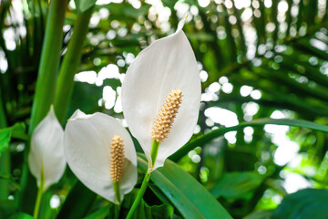 Peace Lily white flowers growing in botanical garden closeup