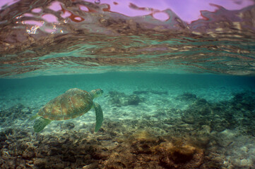 sea turtle and coral reef ,  island in the caribbean sea, Venezuela
