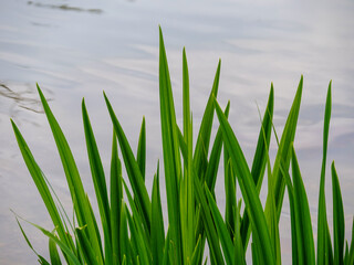 The green plants