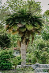 Giant Copernicia baileyana palm tree 