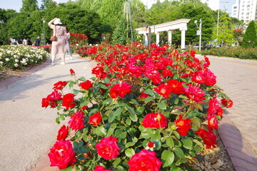 flower, flower, 뜰, 여름, 식물, home, 네이처, 마켓, red, 봄, 공원, 식물, 개화,...