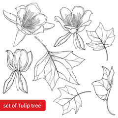 Set with outline Liriodendron or tulip tree flower and leaves in black isolated on white background.  - obrazy, fototapety, plakaty