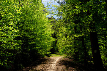 Wiosenny las w słoneczny piękny dzień. Soczysta zieleń drzew, słoneczne promienie. - obrazy, fototapety, plakaty
