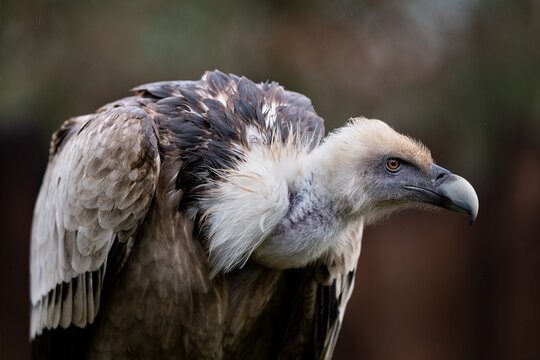 Un portrait de vautour fauve