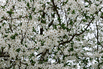 plum flowers cherry plum Prunus cerasifera