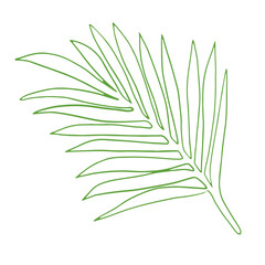 Palm tree branch isolated on white background. Vector illustration.Palm leaves.Green.