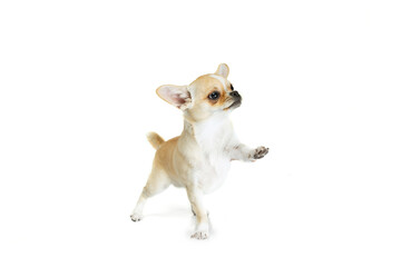 Studio shot of cute small chihuhua dog walking around, posing in motion isolated over white...