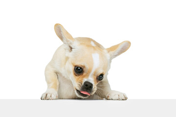 Portrait of cute funny chihuahua dog licking, sniffing food isolated over white studio background